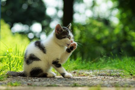 Kitten in summer under a blue skyの写真素材