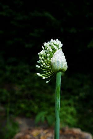 Onion bloom in July under a blue sky