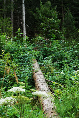 Coniferous forest in the Tyrolean Alps in summerの写真素材