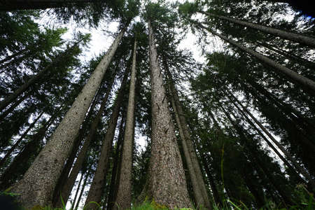 Coniferous forest in the Tyrolean Alps in summer