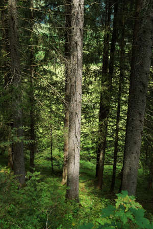 Coniferous forest in the Tyrolean Alps in summerの写真素材
