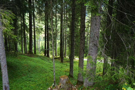 Coniferous forest in the Tyrolean Alps in summer