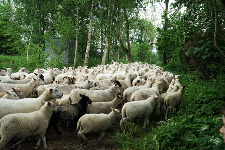 Large flock of sheep runs on the road in summer