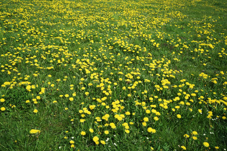 Large meadow with beautiful dandelion flowersの写真素材