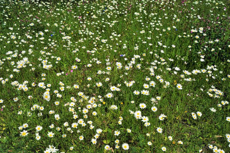 Oxeye daisy, marguerite - Leucanthemum vulgare in summerの写真素材