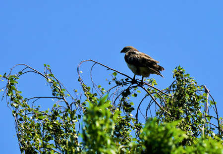 Eurasian buzzard in nature sitting on a branch