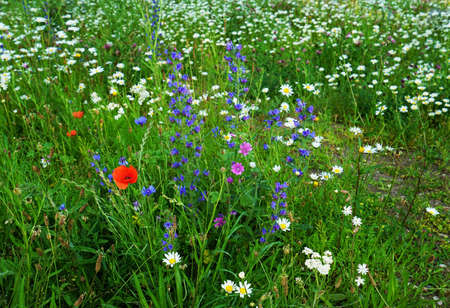 Common viper's bugloss on a blooming meadow in Juneの写真素材
