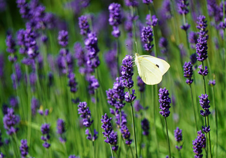 Beautiful white butterfly in a lavender plantの写真素材