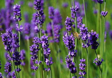 Honeybee in a lavender plantの写真素材