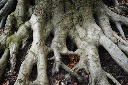 Large tree roots above the forest floorの写真素材