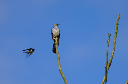 A swallow attacks a cuckoo under a blue sky, focus is on the cuckoo.の写真素材