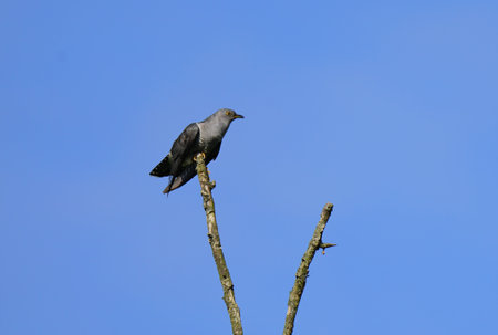 Cuculus canorus cuckoo under blue sky in summerの写真素材