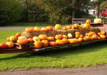 Harvested pumpkins on a trailer in the countryside in autumnの写真素材