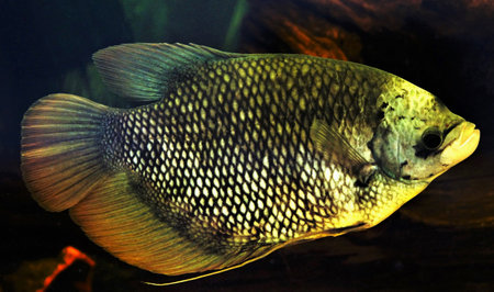 Giant gourami, Osphronemus goramy in aquarium.