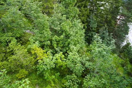 Forest from above from a bird's eye viewの写真素材
