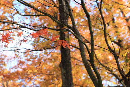 Maple tree which leaves turn orange in Autumn