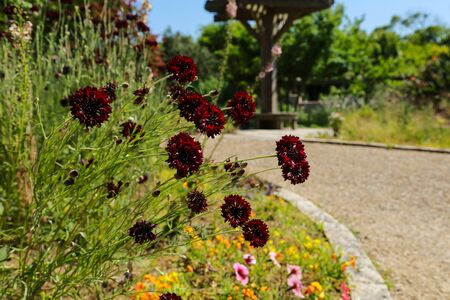 Closeup of Red Scabiosa atropurpurea, commonly known as Black Chile, in Japanの写真素材