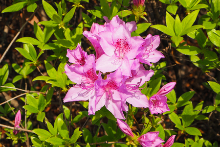 Closeup of Purple Splendor Azalea in Yeouido park, Seoul, South Koreaの写真素材
