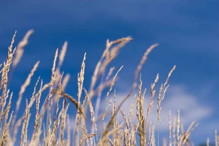 grass spikes taking sun bath; blue sky in the backgroundの写真素材