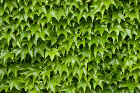 Boston ivy leaves perfectly covering wall
