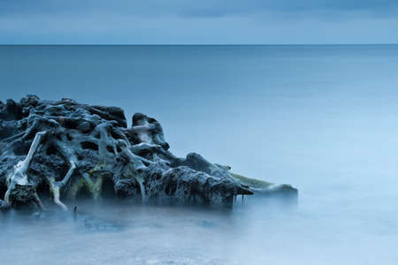 Roots of fallen tree laying in the water
