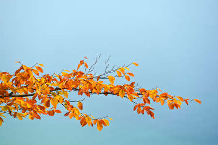 Colorful beech tree branch with yellow and red leaves over silent waters of the sea. Space to add a text.の写真素材