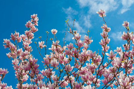 Pink white magnolia blossom over blue sky. Horizontal.の写真素材