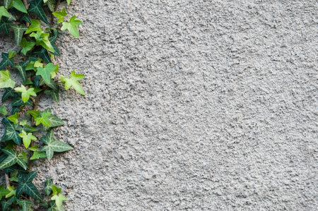 Roughly plastered gray wall with climbing ivy Hedera helix on it. Background.の写真素材