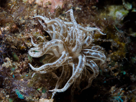 rare Nudibranchの写真素材