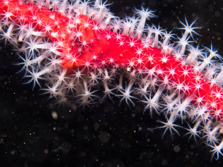 Coral close-upの写真素材