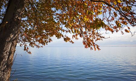 Horizon Over Water with a tree in autumnの写真素材
