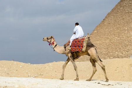 GIZA, EGYPT - NOV 23, 2014: Unidentified Egyptian man rides camel at Giza Necropolis, Egypt. UNESCO World Heritageのeditorial素材