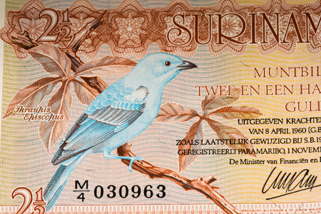 2.5 Surinamese gulden bank note. Gulden is the former currency of Surinameの写真素材