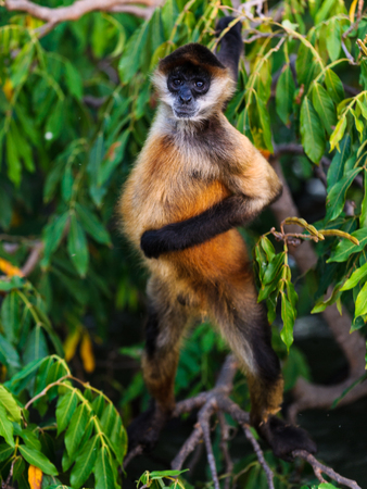 Geoffroys spider monkey, Ateles geoffroyi, also known as black-handed spider monkeyの写真素材