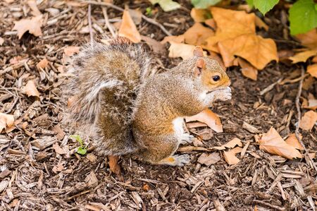 Squirrel eats a hazel nut in New York, USAの写真素材