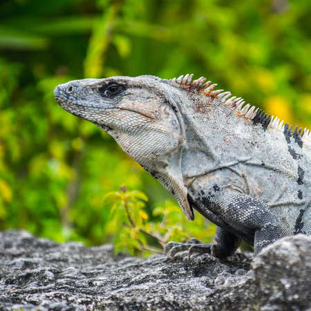 Mexican iguana on the groundの写真素材