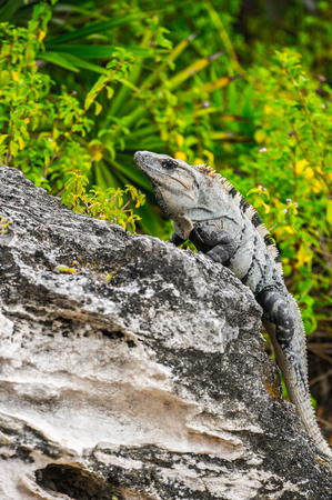 Mexican iguana on the groundの写真素材