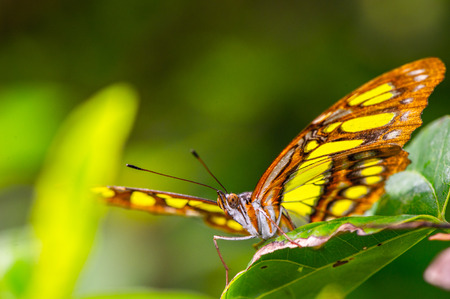 Beautiful butterfly with the ornament on it wing, Mexicoの写真素材