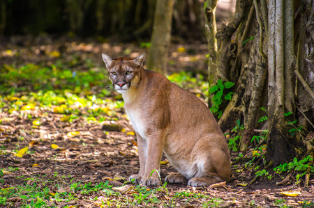 Bobcat in the jungleの写真素材