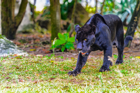 Black panther walks in the jungle