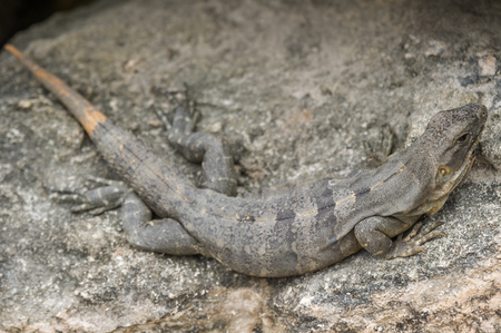 Close up of a Mexican iguanaの写真素材