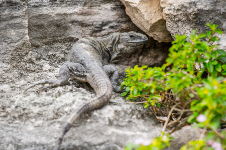 Close up of a Mexican iguanaの写真素材