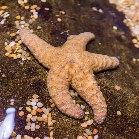 Star fish on under the water in the aquariumの写真素材