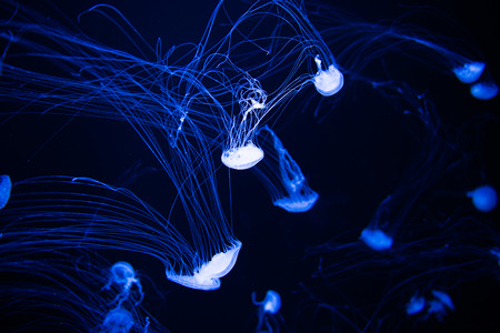 Jellyfish close up in the waterの写真素材