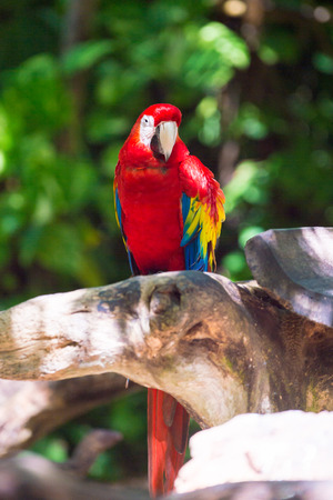 Macau parrot