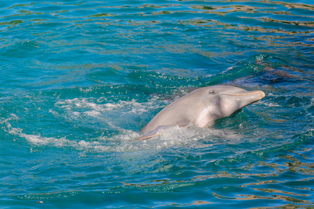 Beautiful dolphin does tricksの写真素材