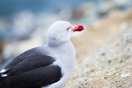 Black feather seagull close upの写真素材