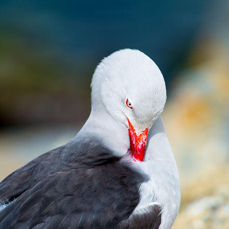 Portrait of a sea gullの写真素材