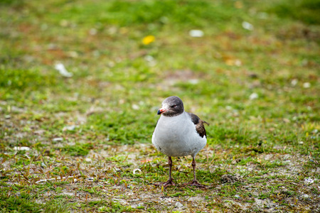 Sea gullの写真素材