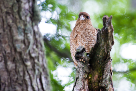 Kestrel on a branch of the tree